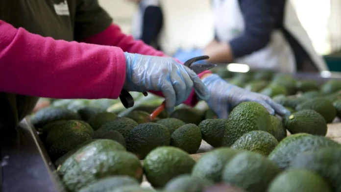 Exportación de aguacate Hass: una oportunidad para las regiones cafeteras de Colombia