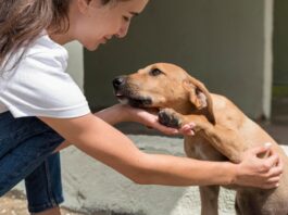 Nueva plataforma para adoptar perros y gatos en toda Colombia