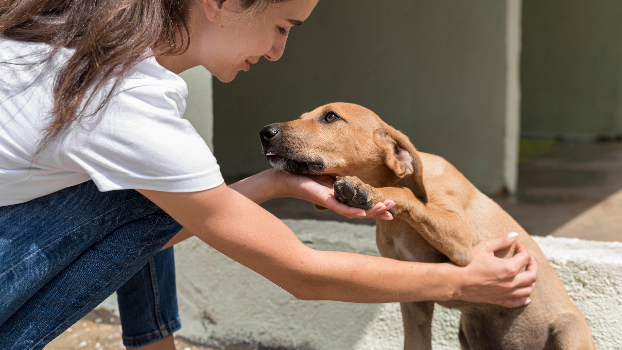 Nueva plataforma para adoptar perros y gatos en toda Colombia