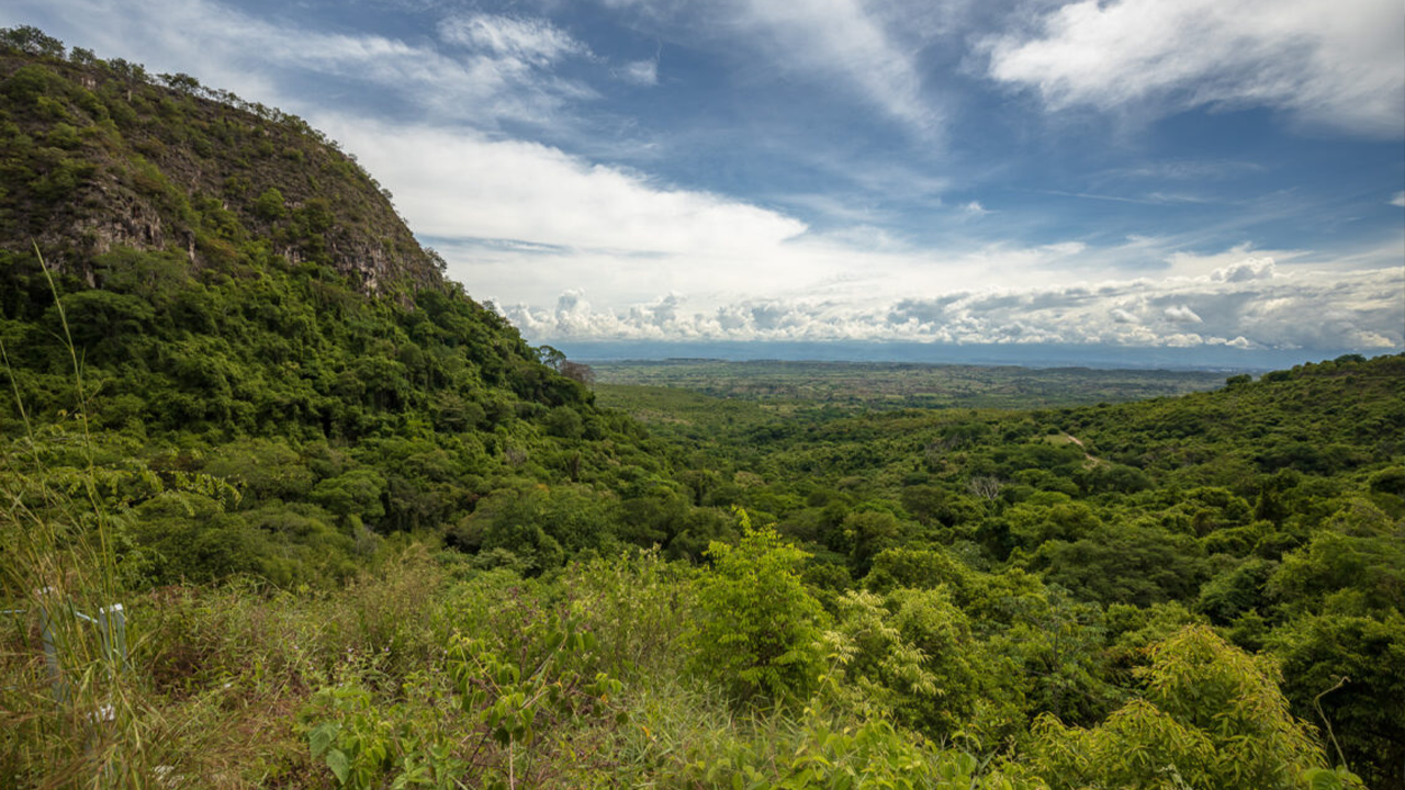 Ecopetrol conserva y restaura más de 290.000 hectáreas ecológicas de Colombia 1 Ecopetrol lidera la restauración ecológica en Colombia con alianzas, comunidades y tecnología