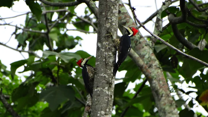 El Grupo Ecopetrol lidera una ambiciosa estrategia de restauración ecológica en Colombia, con más de 290.000 hectáreas protegidas junto a comunidades y organizaciones ambientales.