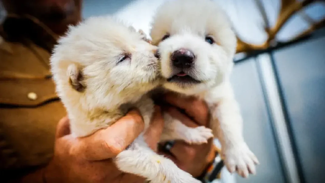 Desextinción y biotecnología: el regreso del lobo terrible a la Tierra