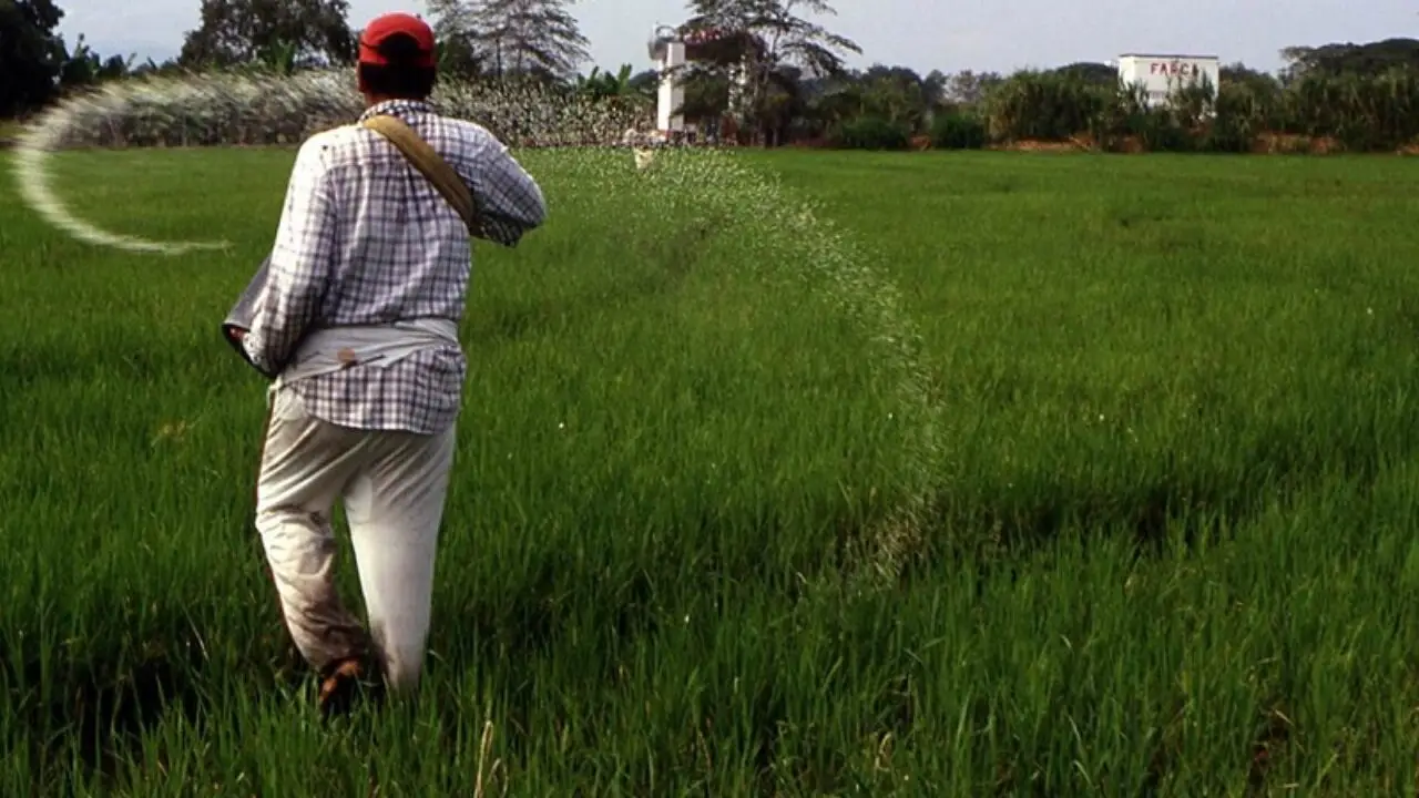 Gobierno lanza programa de apoyo económico a productores de arroz en Colombia 2 ¿Cómo funciona el nuevo apoyo económico a productores de arroz en Colombia?