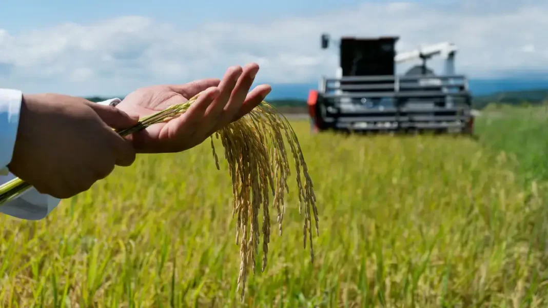¿Cómo funciona el nuevo apoyo económico a productores de arroz en Colombia?