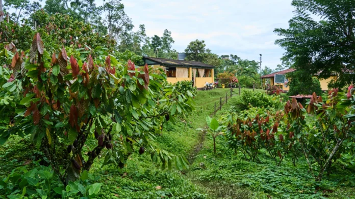 La temporada de lluvias en Colombia ha causado millonarias pérdidas en el agro y las pymes, elevando la urgencia de medidas de prevención ante posibles afectaciones mayores.
