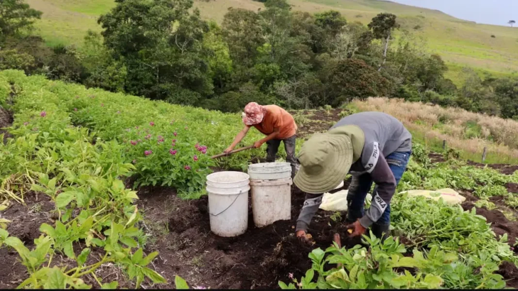 Sector agropecuario lidera el crecimiento de las exportaciones colombianas en marzo de 2025