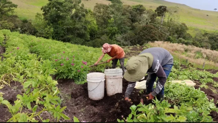 Sector agropecuario lidera el crecimiento de las exportaciones colombianas en marzo de 2025