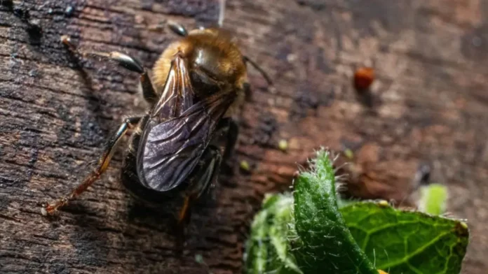 En Medellín apareció una especie de abeja nunca vista, guardacuencas explican de qué se trata