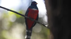 Parque Arví, eje estratégico para proteger la biodiversidad de Medellín 1 Parque Arví, eje estratégico para proteger la biodiversidad de Medellín
