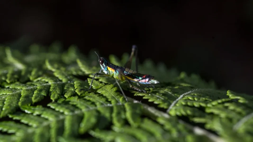 Parque Arví, eje estratégico para proteger la biodiversidad de Medellín