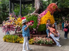 Entre el 5 y el 10 de agosto, el Jardín Botánico de Medellín se llena nuevamente de vida, color y tradición con FLORECER: orquídeas, naturaleza y tradiciones, un evento que celebra el arte de cultivar flores y la invaluable biodiversidad de Colombia.