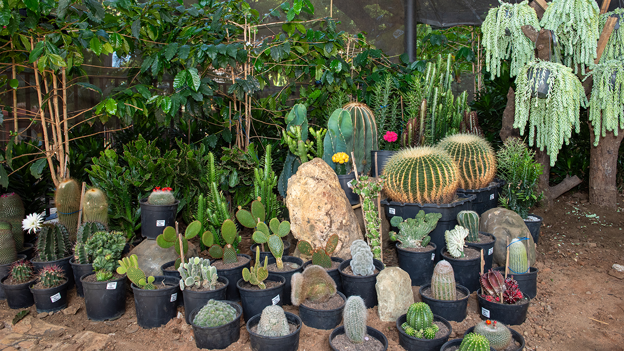 El Jardín Botánico de Medellín vuelve a FLORECER con la exhibición de más de 50.000 tallos de flores, entre ellas 350 variedades de orquídeas, y el talento de cerca de 180 artesanos colombianos 3 FLORECER, el alma botánica de la Feria de las Flores Medellín