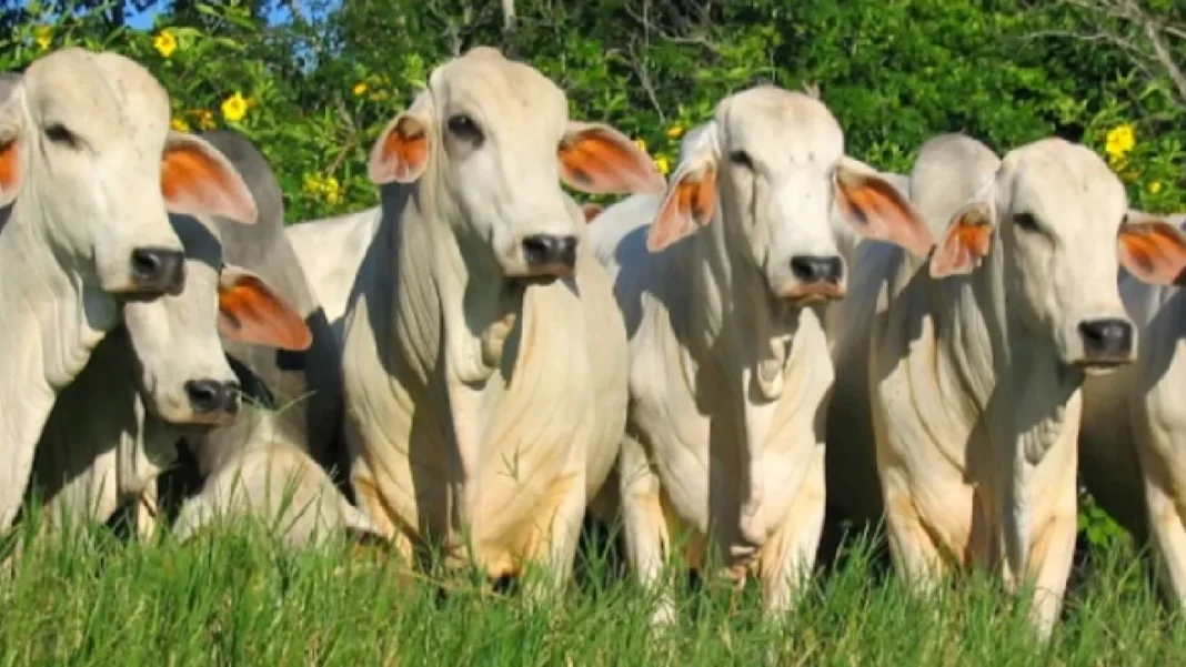 Ganado colombiano llega a más países: exportaciones siguen al alza