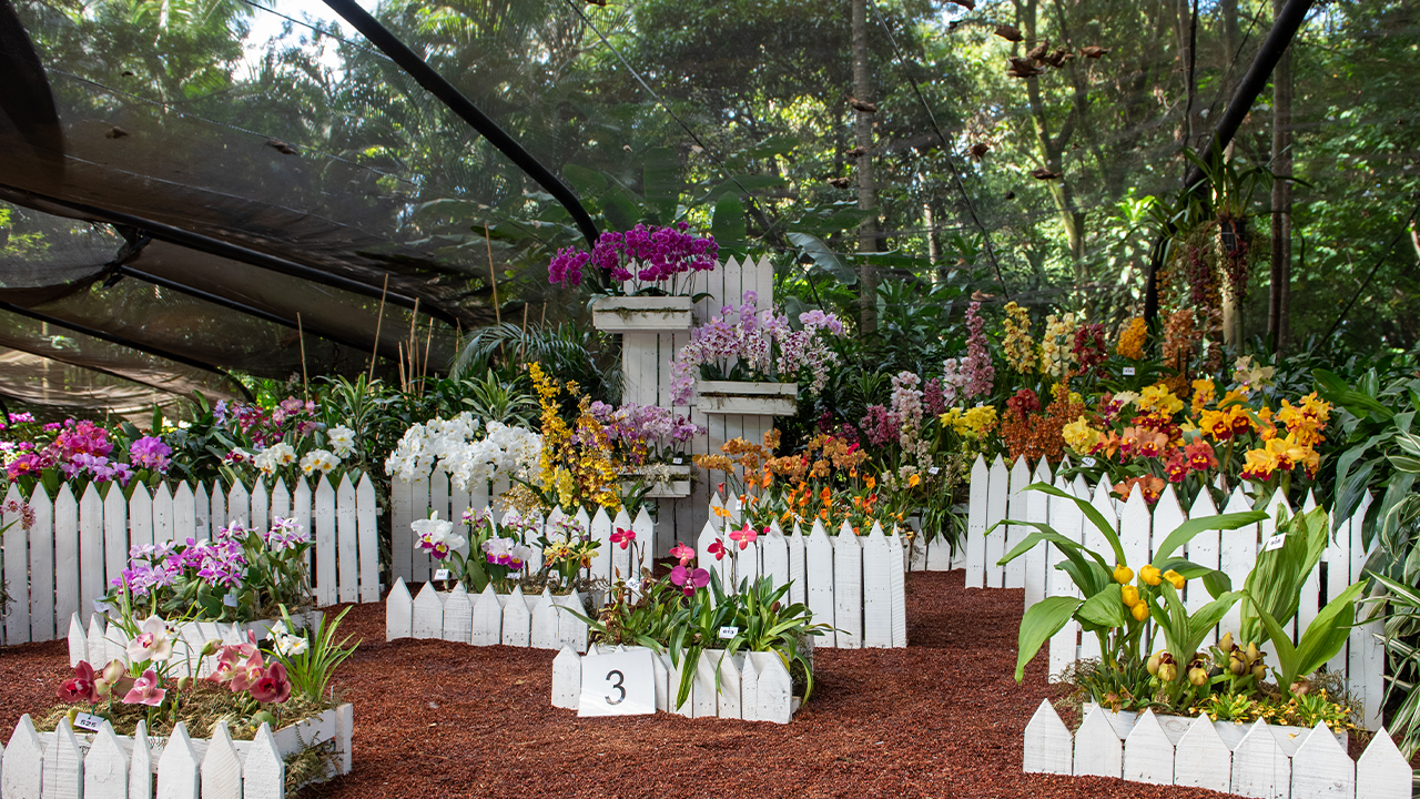 El Jardín Botánico de Medellín vuelve a FLORECER con la exhibición de más de 50.000 tallos de flores, entre ellas 350 variedades de orquídeas, y el talento de cerca de 180 artesanos colombianos 4 Un certamen que premia la excelencia