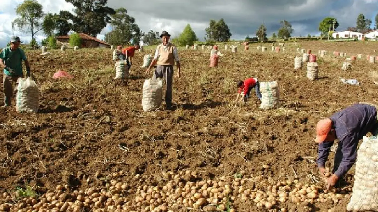 Exportaciones de Colombia cayeron 2,1 % en mayo de 2025 por baja en ventas de petróleo 2 Sector agropecuario impulsó exportaciones en mayo pese a fuerte caída en combustibles