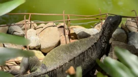 El humedal que es el corazón del Jardín Botánico de Medellín, cuál es y qué protección recibe 2 El humedal que es el corazón del Jardín Botánico de Medellín, cuál es y qué protección recibe