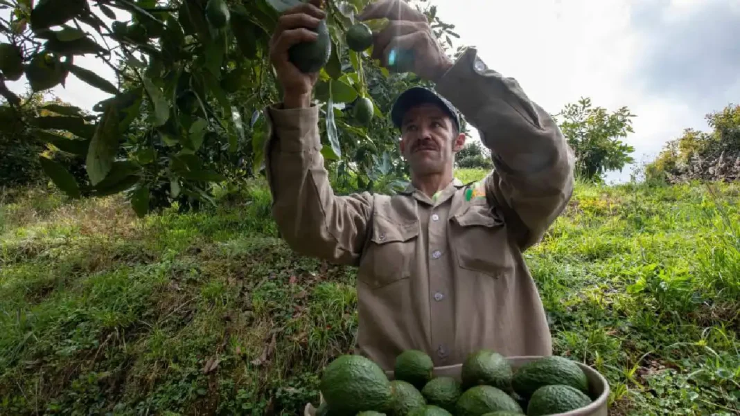 ¿Qué país ocupa Colombia en producción mundial de aguacate en 2025?