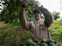 ¿Qué país ocupa Colombia en producción mundial de aguacate en 2025?