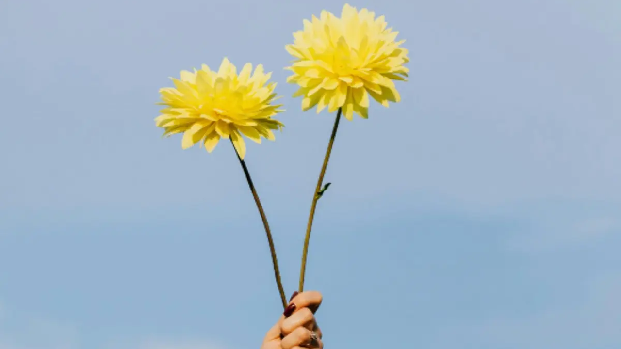 Flores amarillas 21 de septiembre: tradición, simbolismo y Amor y Amistad en Colombia