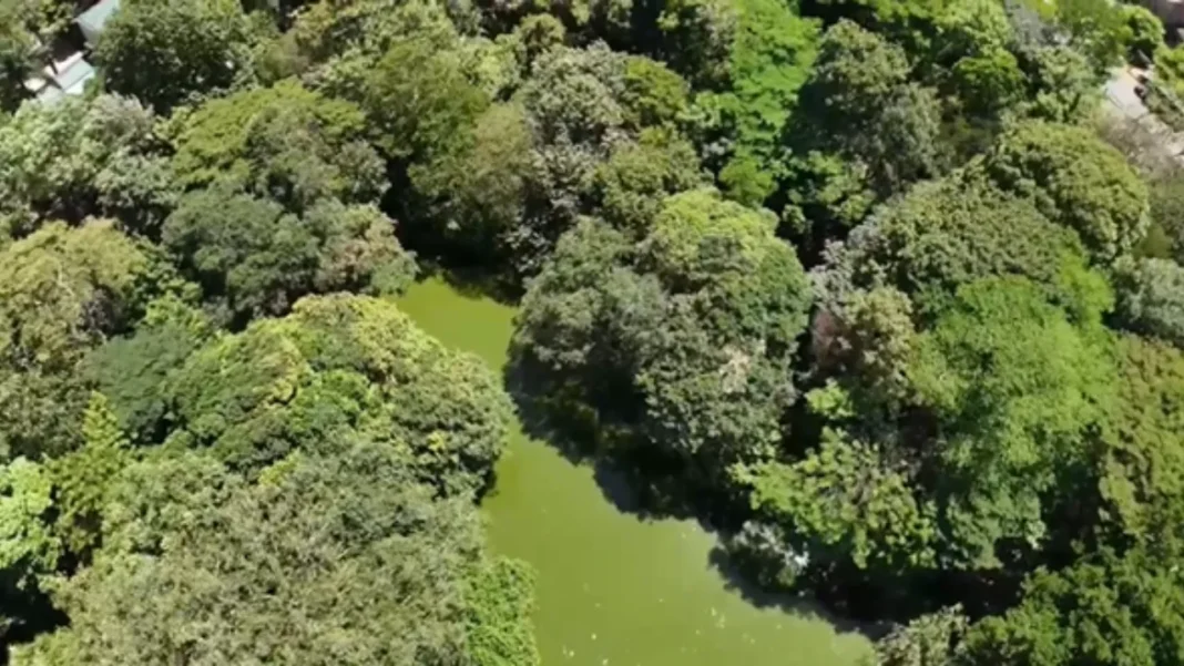 El humedal que es el corazón del Jardín Botánico de Medellín, cuál es y qué protección recibe