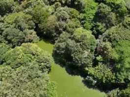 El humedal que es el corazón del Jardín Botánico de Medellín, cuál es y qué protección recibe