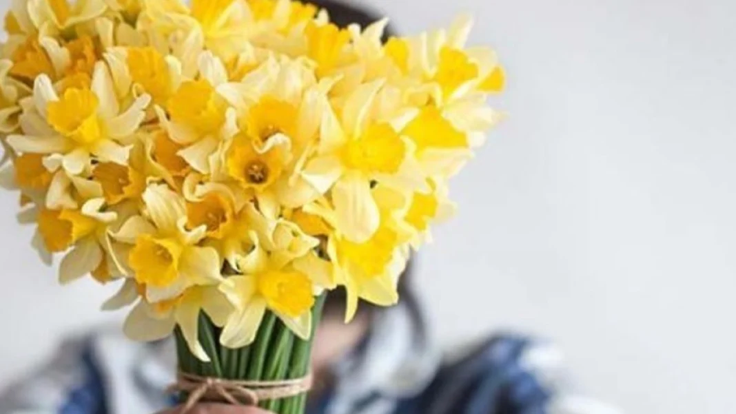 El 21 de septiembre se regalan flores amarillas, una tradición que mezcla Amor y Amistad en Colombia, cultura pop y simbolismo del color amarillo.