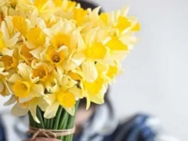 El 21 de septiembre se regalan flores amarillas, una tradición que mezcla Amor y Amistad en Colombia, cultura pop y simbolismo del color amarillo.