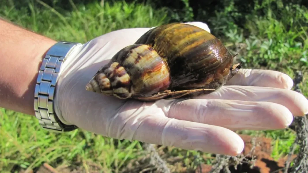 Norte de Antioquia: Alerta por presencia de caracol gigante de origen africano
