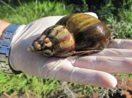 Norte de Antioquia: Alerta por presencia de caracol gigante de origen africano