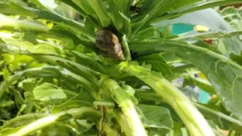 Norte de Antioquia: Alerta por presencia de caracol gigante de origen africano