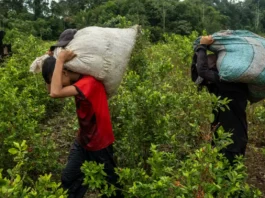 ¿Cuánta coca hay en Colombia en 2025?