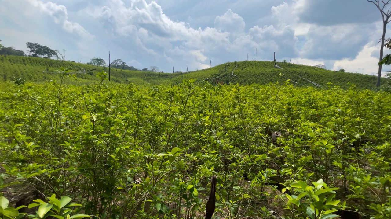 Según datos de 2023, Colombia alcanzó un máximo histórico de 3.708 toneladas de cocaína, concentrando el 67 % de los cultivos de hoja de coca en el mundo, con un aumento del 53 % en la producción frente a años anteriores.