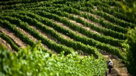 El futuro del agro toma forma en Medellín con Expo Agrofuturo 2025