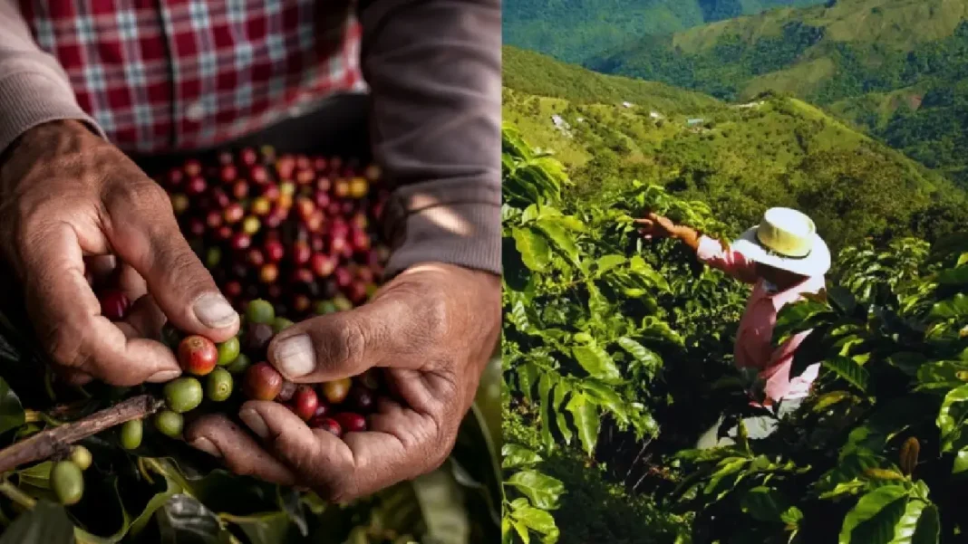 Producción cafetera en Antioquia cederá 200.000 sacos este año