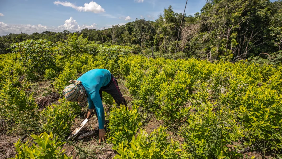 La lucha antidrogas en Colombia recibió un fuerte revés tras la descertificación de EE. UU., que acusó al país de incumplir sus compromisos pese a mantener la ayuda bajo interés nacional.