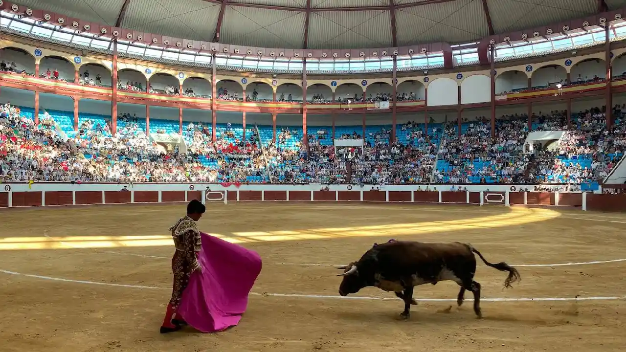 Corte Constitucional prohíbe corridas de toros, cabalgatas y peleas de gallos en Colombia