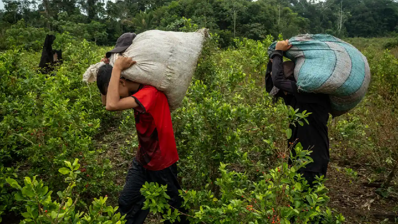 ¿Cuánta coca hay en Colombia en 2025_ ¿Cuánta coca hay en Colombia en 2025?