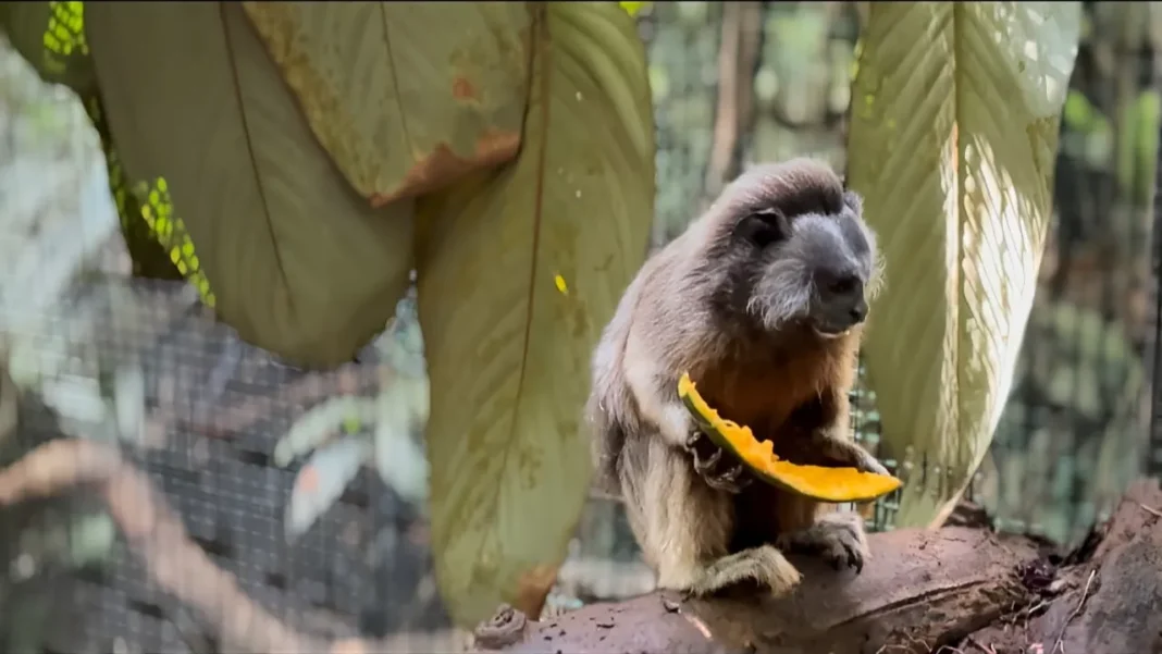Así fue el proceso para que pareja de tití gris regresara a su hogar, en Segovia