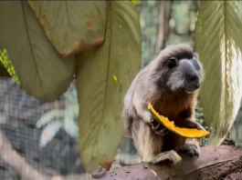 Así fue el proceso para que pareja de tití gris regresara a su hogar, en Segovia