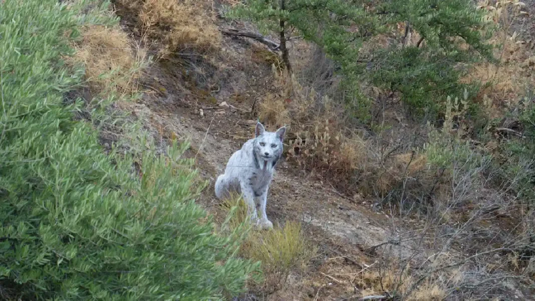 Lince Ibérico Blanco: captan una imagen por primera vez en el mundo