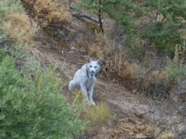 Lince Ibérico Blanco: captan una imagen por primera vez en el mundo