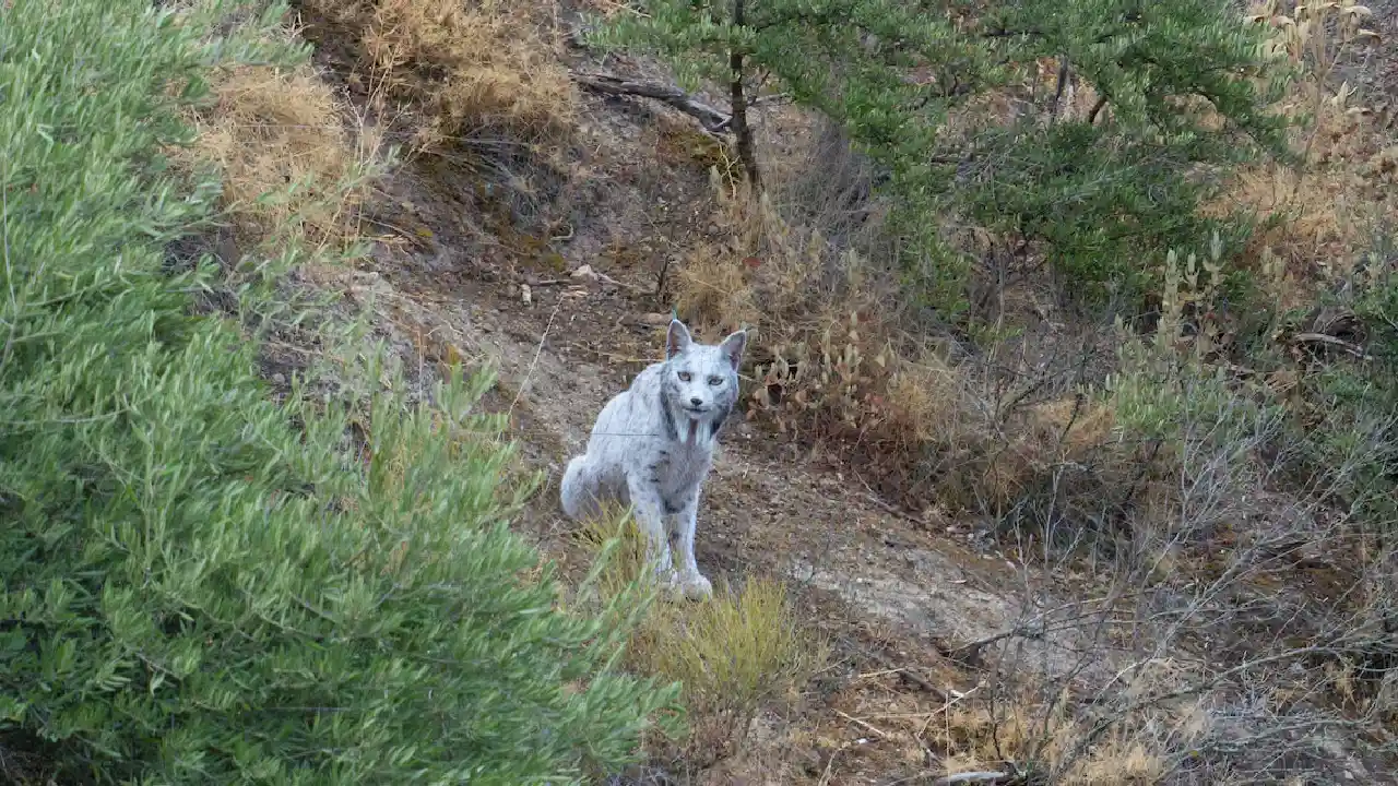 Lince Ibérico Blanco: captan una imagen por primera vez en el mundo Lince Ibérico Blanco: captan una imagen por primera vez en el mundo