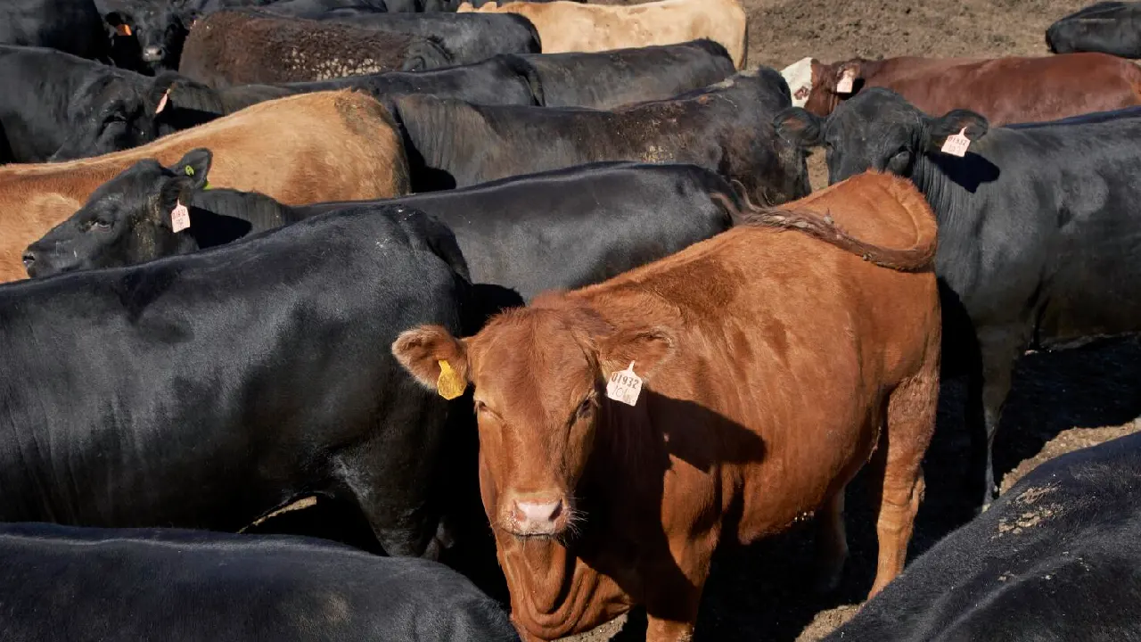 Carne Argentina desata malestar entre ganaderos en Estados Unidos tras decisión de Trump 1 Carne argentina desata malestar entre ganaderos en Estados Unidos tras decision de Trump 1
