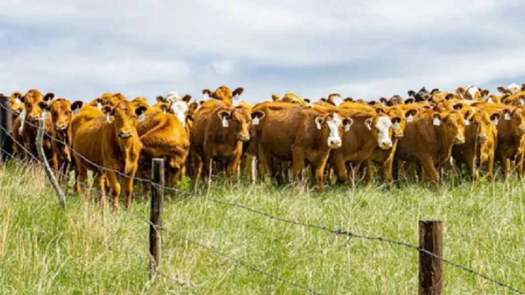 Carne argentina desata malestar entre ganaderos en Estados Unidos tras decisión de Trump