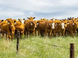 Carne argentina desata malestar entre ganaderos en Estados Unidos tras decisión de Trump