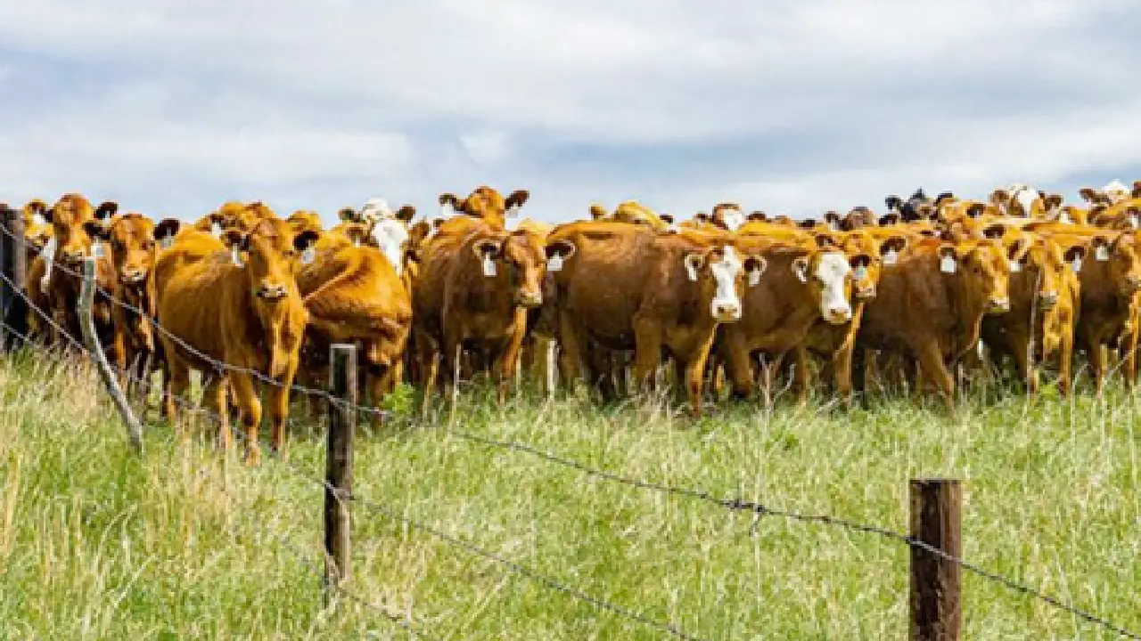 Carne argentina desata malestar entre ganaderos en Estados Unidos tras decisión de Trump Carne argentina desata malestar entre ganaderos en Estados Unidos tras decisión de Trump