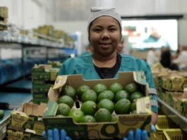GreenYellow y Coltrópicos estrenan planta sostenible para exportación de aguacate Hass en Colombia