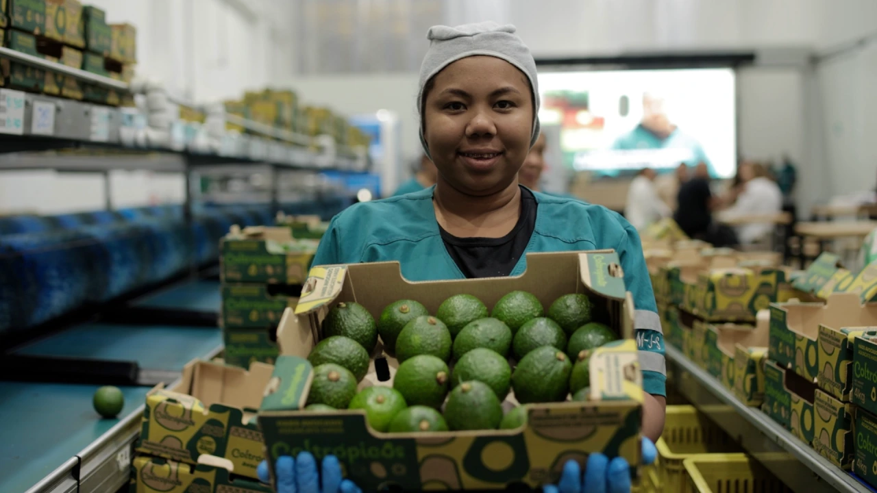 GreenYellow y Coltrópicos estrenan planta sostenible para exportación de aguacate Hass en Colombia