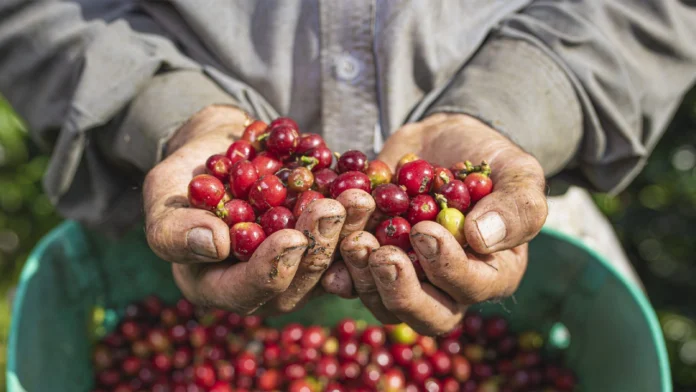 Producción cafetera cayó 2% en 2025 pese a mantenerse por encima de 13 millones de sacos