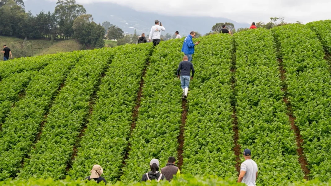 Antioquia: Las casi 1.000 toneladas de alimentos que han rescatado para beneficiar a la población
